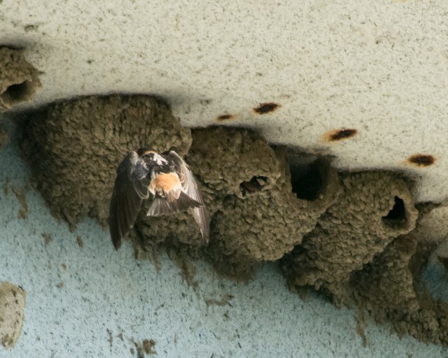 cliff-swallow