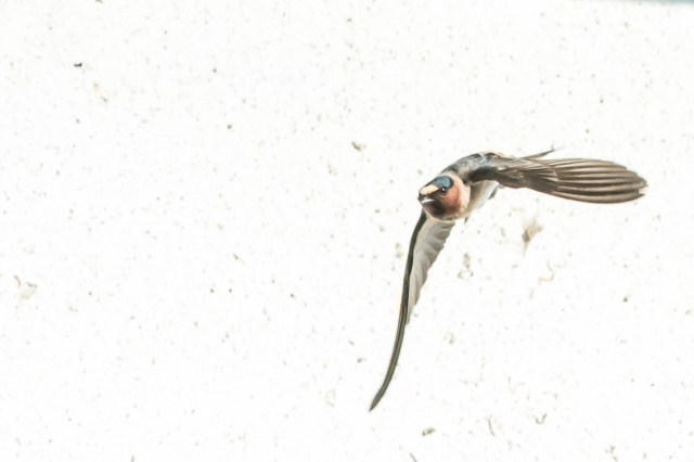 cliff-swallow
