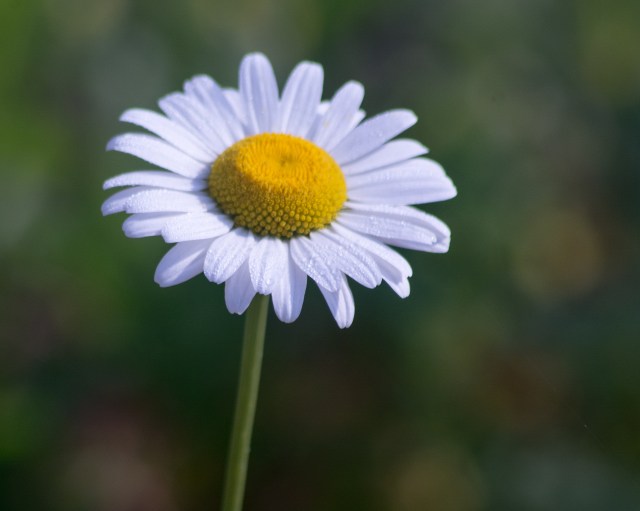 daisy