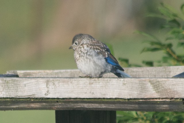 eastern-bluebird