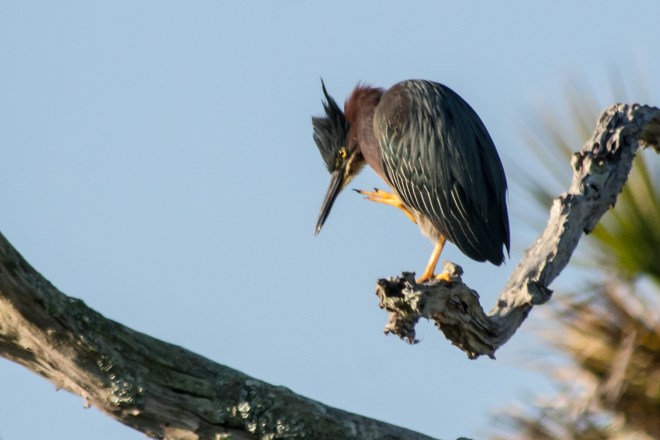 green-heron