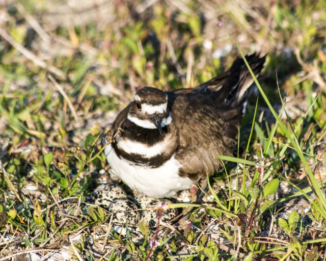 killdeer