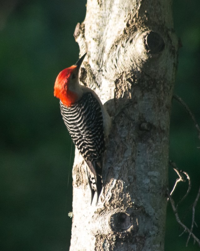 red-belly-woodpecker