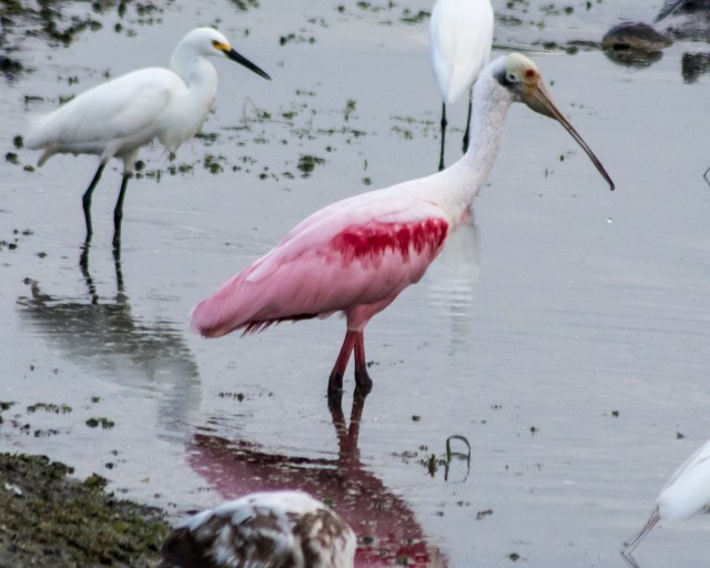roseate-spoonbill