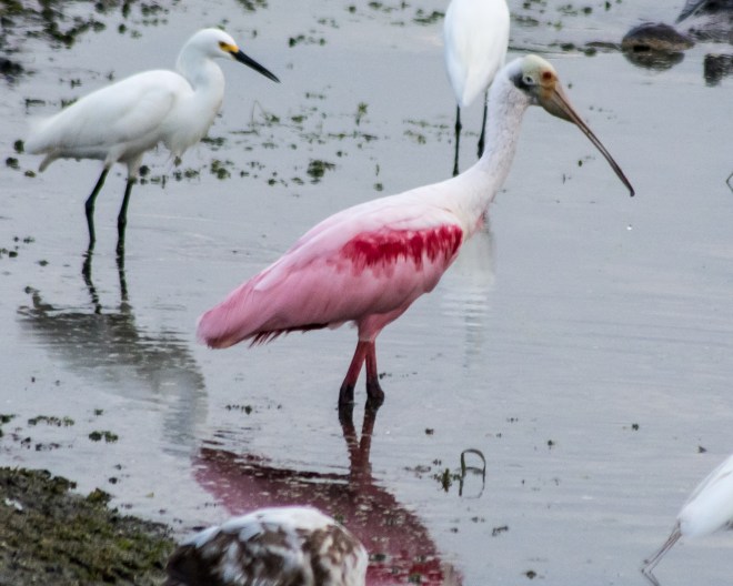 roseate-spoonbill