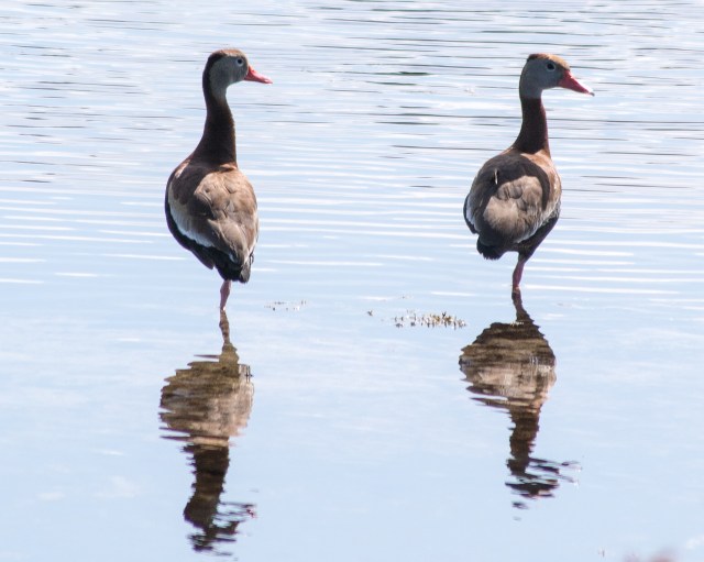 black-bellied-whistleing-duck