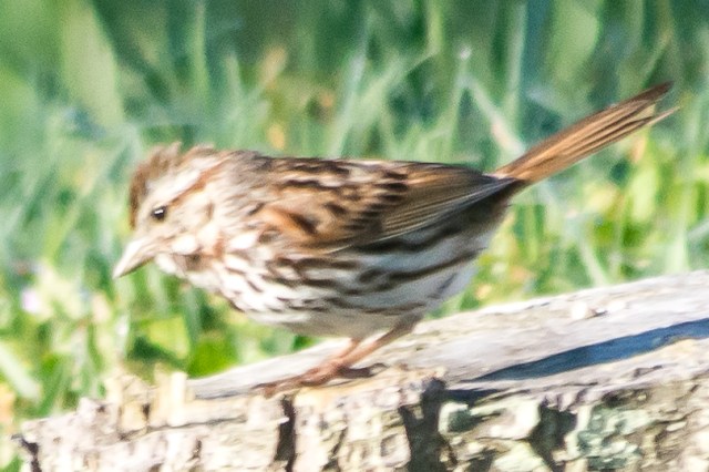 song-sparrow