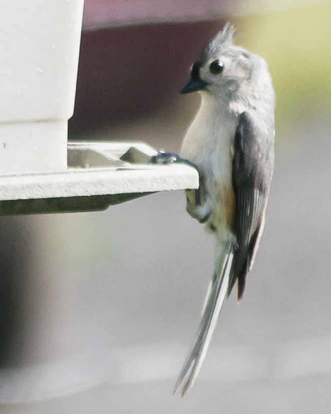 tuftedtitmouse2