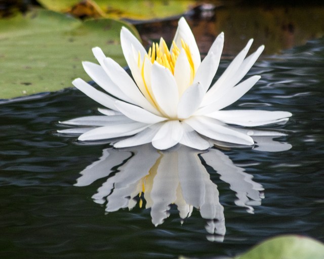 water lily