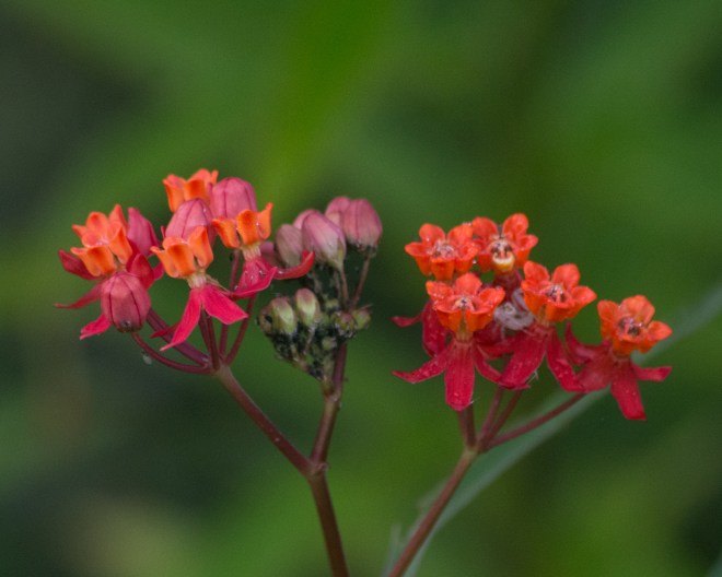 fewflower-milkweed