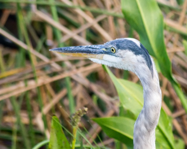 Great-blue-heron
