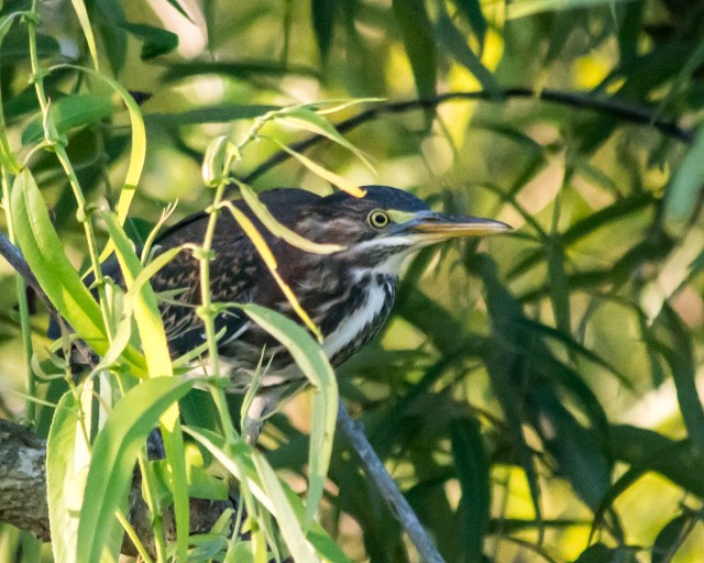 green-heron