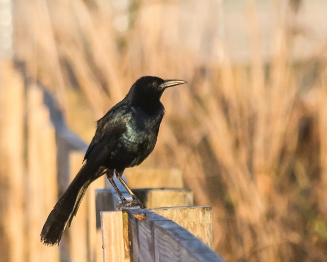 grackle