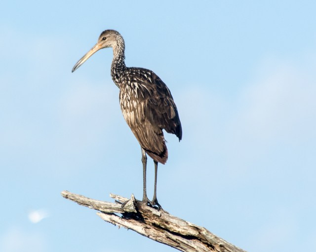 -limpkin