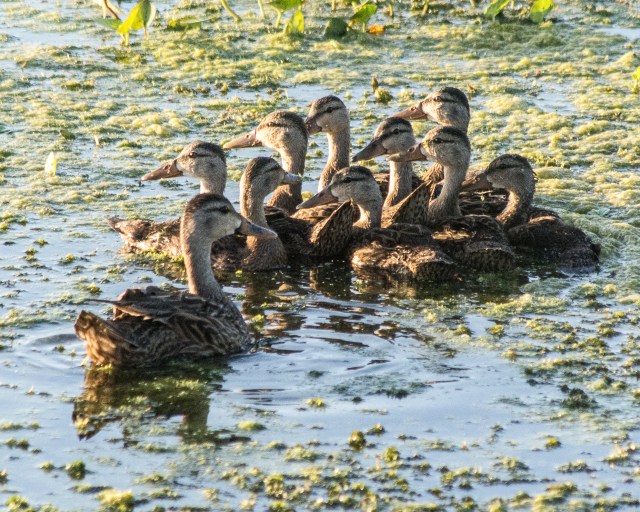 mottled ducks