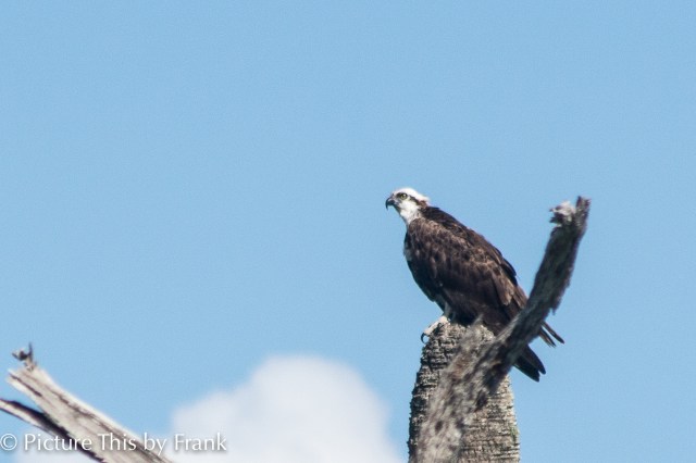 osprey