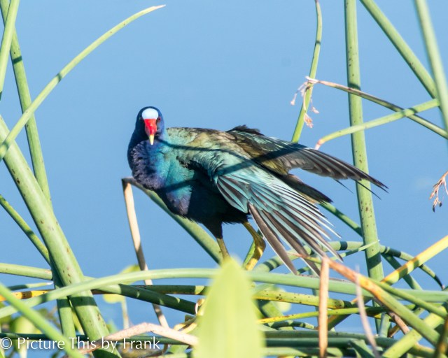purple-gallinule
