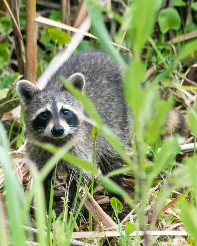 racoon