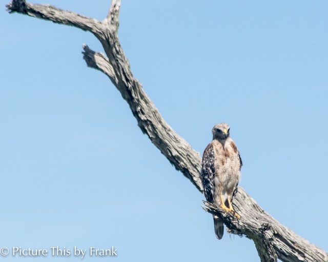 red-shoulder-hawk
