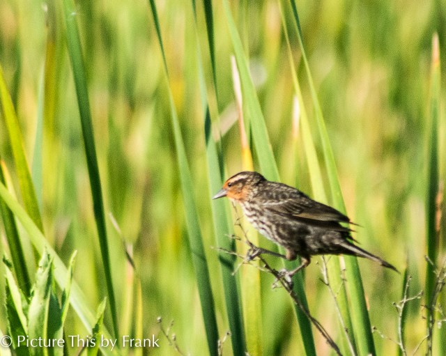 red-wing-blackbird