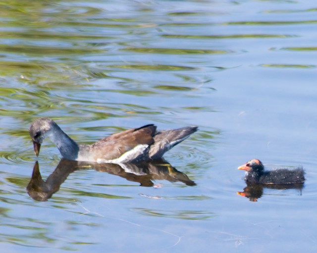 common-gallinule