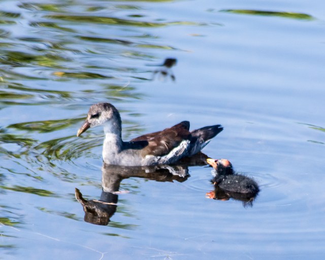 common-gallinule