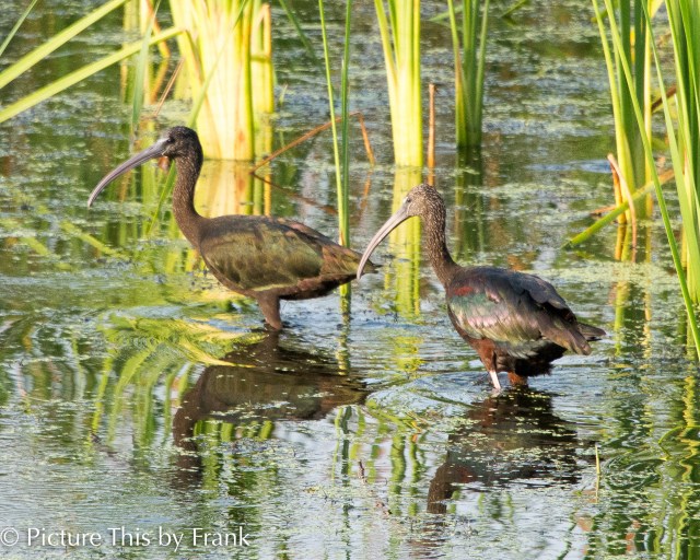glossy-ibis