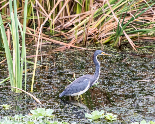 heron