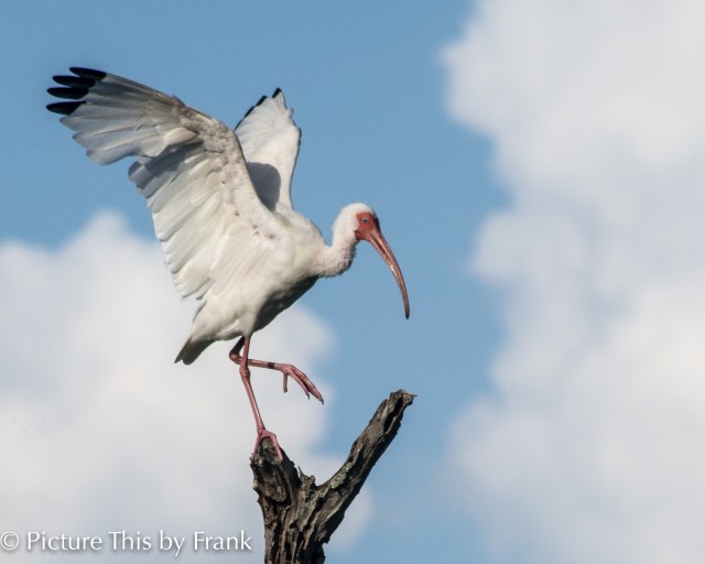 ibis