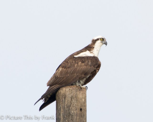 osprey
