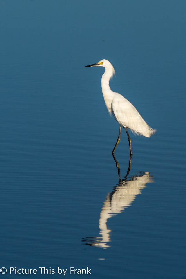 snowy-egret