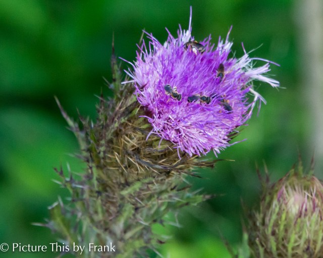thistle