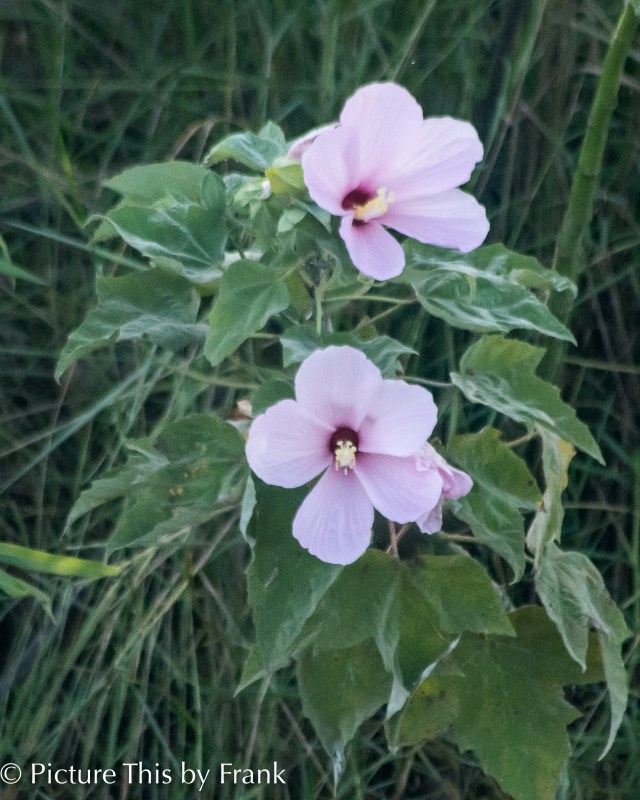 swamp-hibiscus