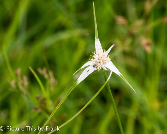 white-top-sedge