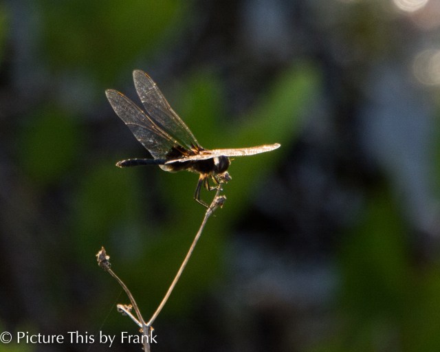 dragon-fly