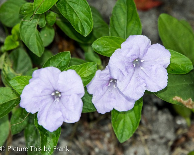 wild-petunias