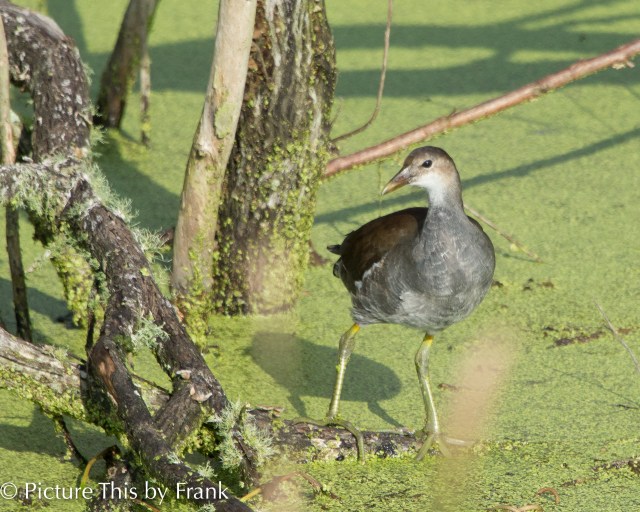 gallinule