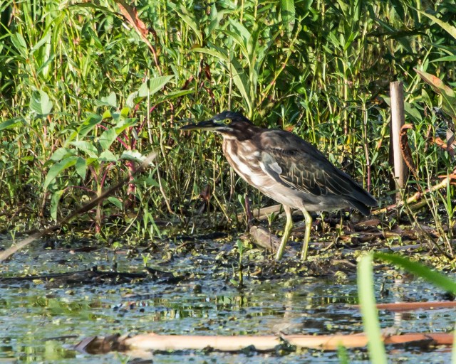 green-heron