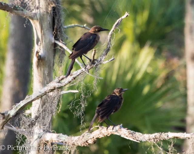 grackle