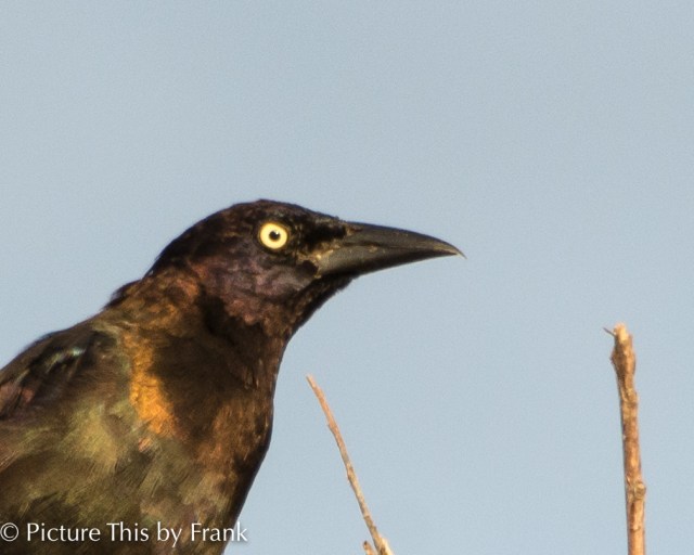 grackle