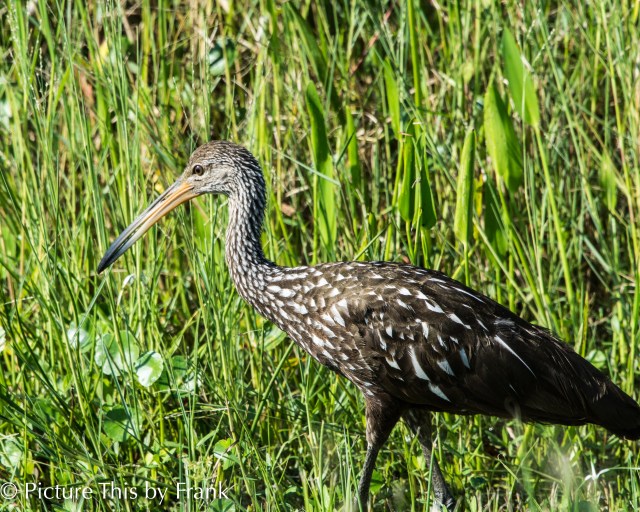 limpkin