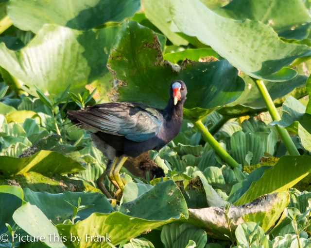 purple-gallinule