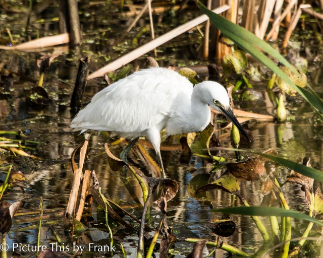 snowy-egret