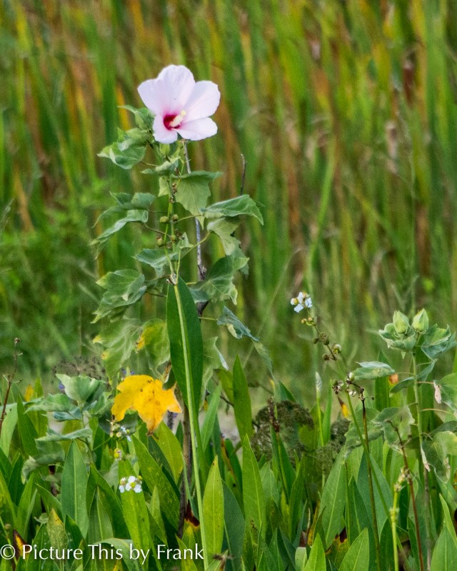 swamp-hibiscus