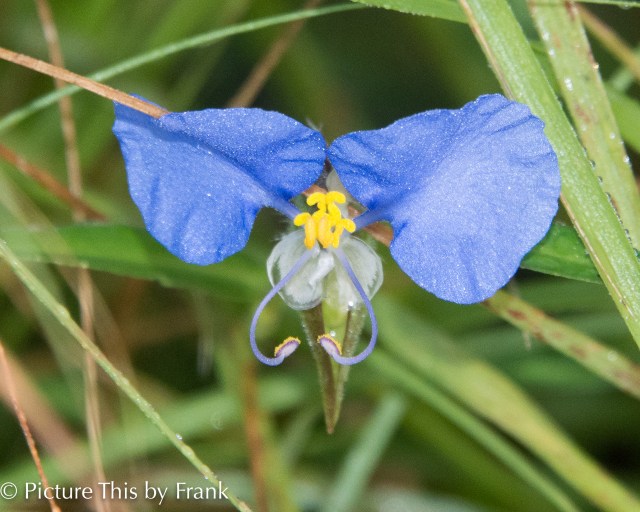 whitemouth-dayflower