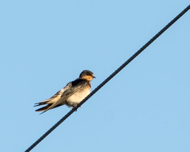 barn swallow