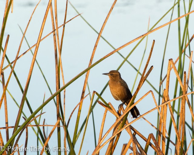 boat-tail-grackle
