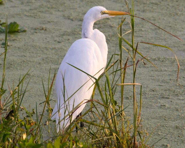 great egret