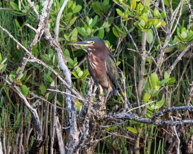 green-heron