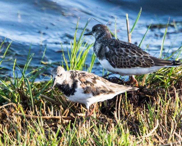 ruddy-turnstone